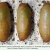 polyommatus cyaneus yurinekrutenko pupa1